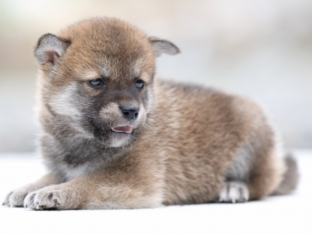 FP5A2333-puppy FP5A2333-puppy