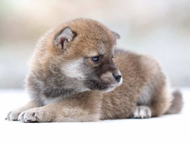 FP5A2335-puppy FP5A2335-puppy
