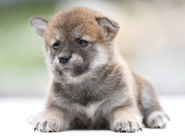 FP5A2354-puppy FP5A2354-puppy