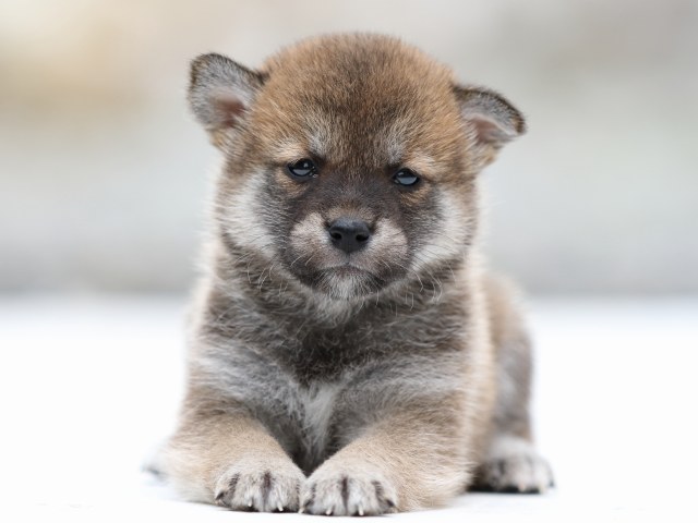 FP5A2380-puppy FP5A2380-puppy