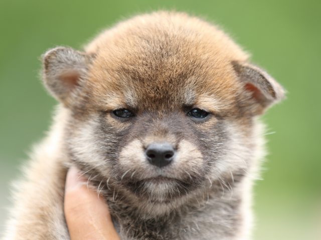 FP5A2409-puppy FP5A2409-puppy