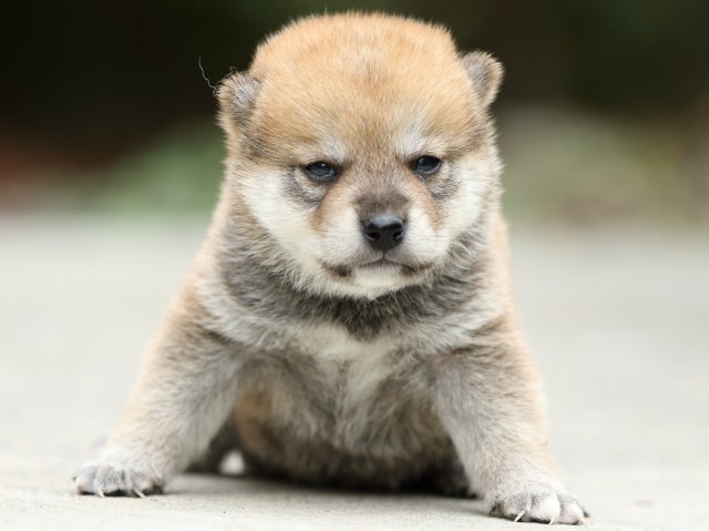 FP5A2906-puppy FP5A2906-puppy