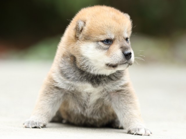 FP5A2923-puppy FP5A2923-puppy