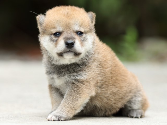 FP5A2931-puppy FP5A2931-puppy