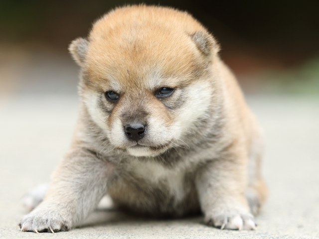 FP5A2952-puppy FP5A2952-puppy