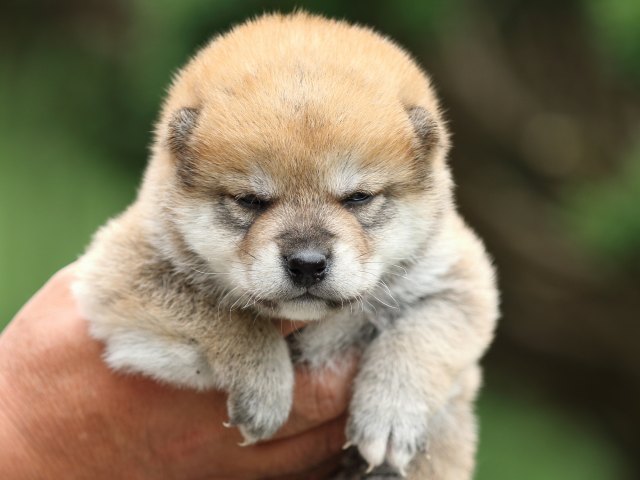 FP5A2972-puppy FP5A2972-puppy