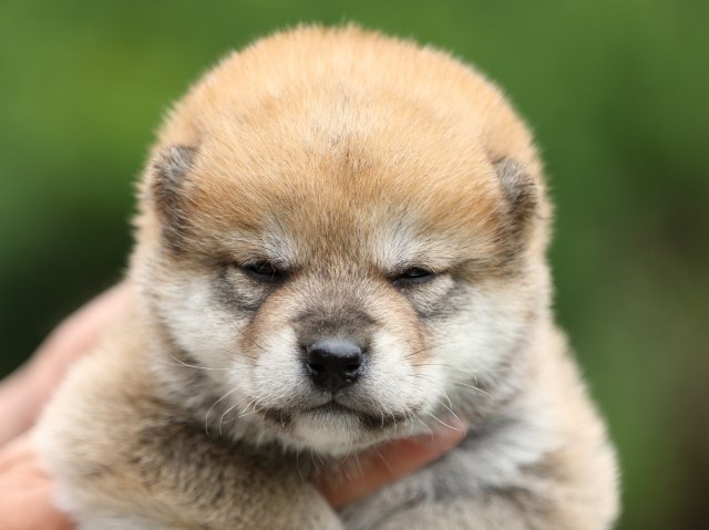 FP5A2974-puppy FP5A2974-puppy