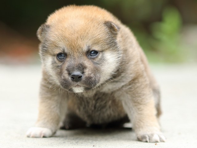 FP5A3000-puppy FP5A3000-puppy