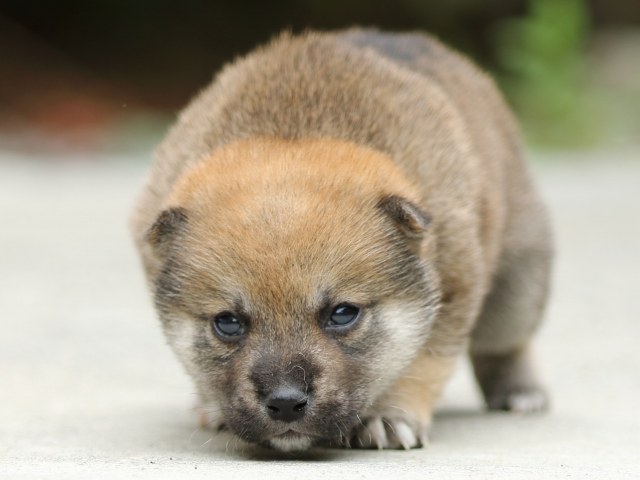 FP5A3009-puppy FP5A3009-puppy