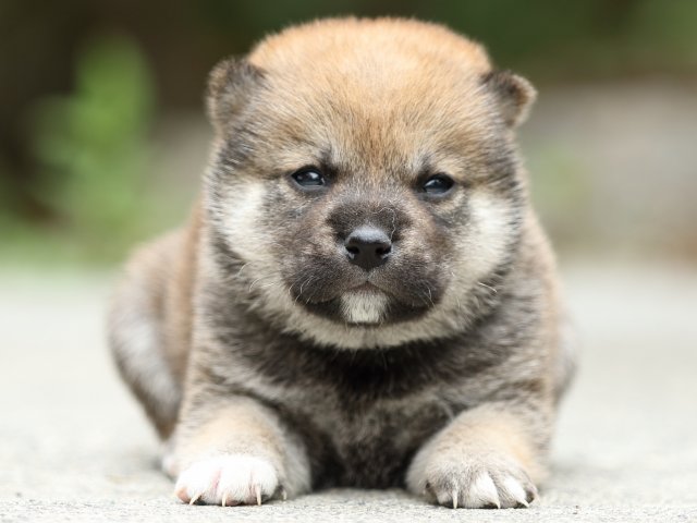 FP5A3041-puppy FP5A3041-puppy