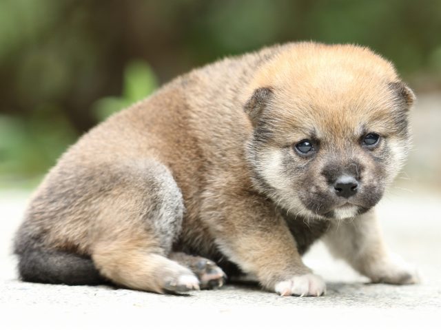 FP5A3052-puppy FP5A3052-puppy