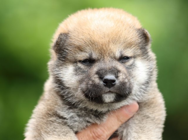 FP5A3111-puppy FP5A3111-puppy