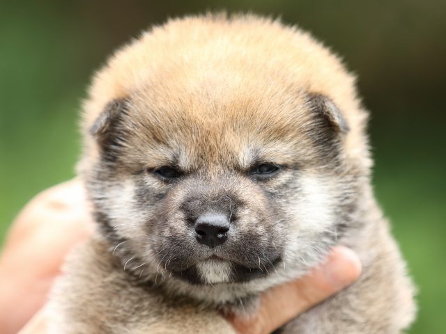 FP5A3126-puppy FP5A3126-puppy