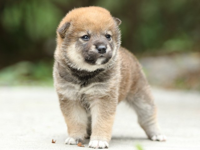 FP5A3192-puppy FP5A3192-puppy