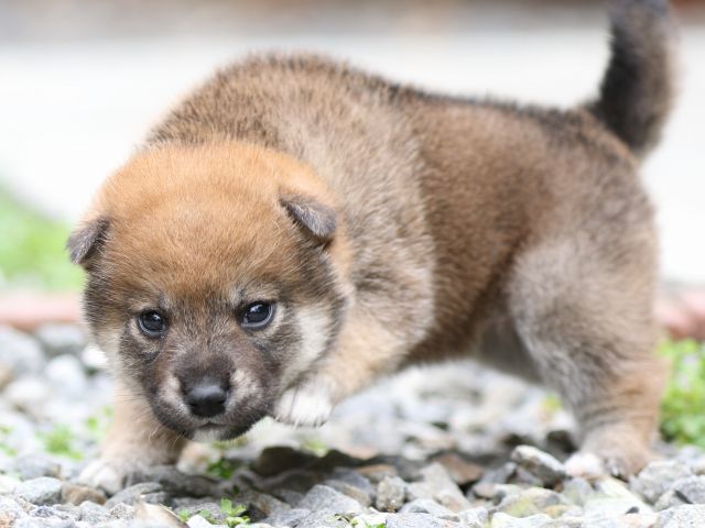 FP5A3227-puppy FP5A3227-puppy