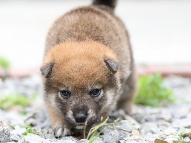 FP5A3230-puppy FP5A3230-puppy