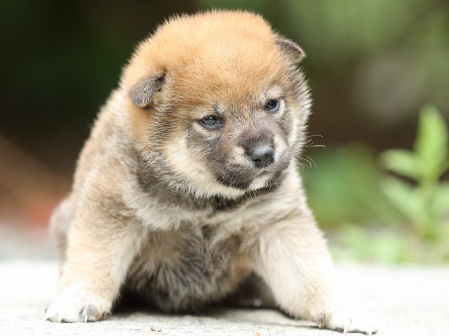FP5A3242-puppy FP5A3242-puppy