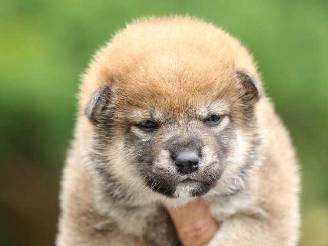 FP5A3295-puppy FP5A3295-puppy