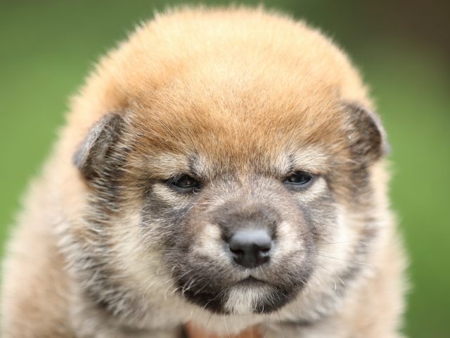 FP5A3300-puppy FP5A3300-puppy