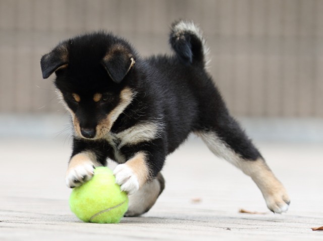 FP5A4003-puppy FP5A4003-puppy