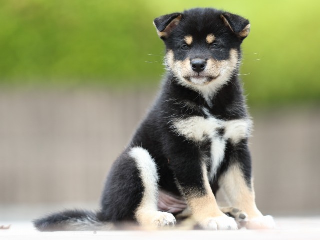 FP5A4076-puppy FP5A4076-puppy