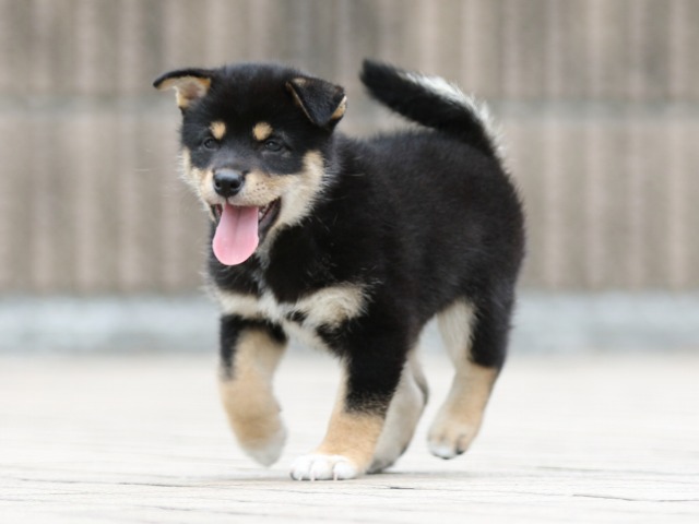 FP5A4125-puppy FP5A4125-puppy