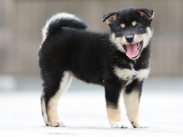 FP5A4172-puppy FP5A4172-puppy
