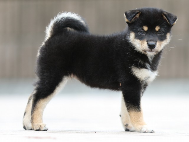 FP5A4183-puppy FP5A4183-puppy