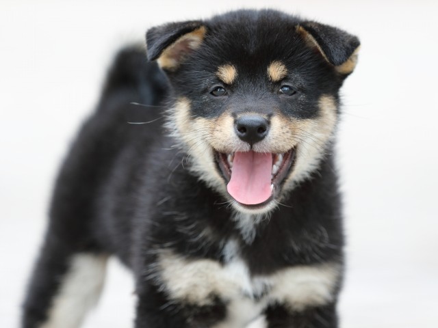 FP5A4194-puppy FP5A4194-puppy