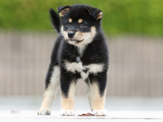 FP5A4199-puppy FP5A4199-puppy