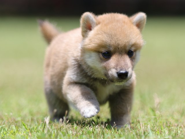 FP5A4642-puppy FP5A4642-puppy