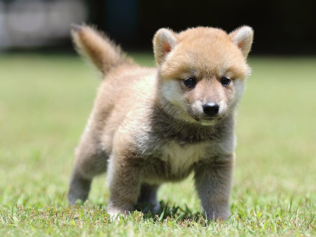 FP5A4694-puppy FP5A4694-puppy