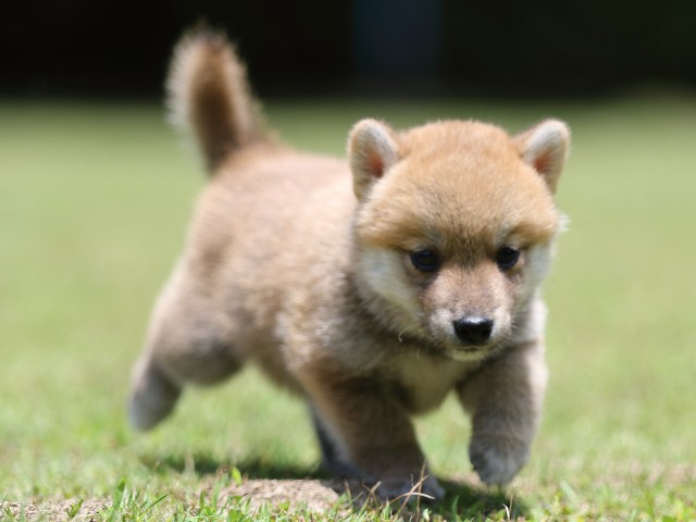 FP5A4699-puppy FP5A4699-puppy