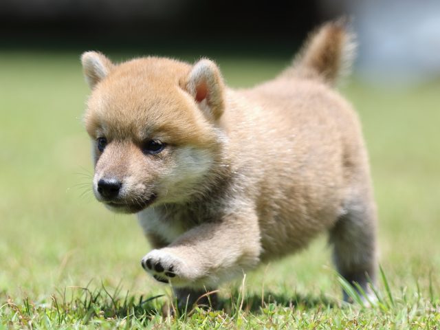FP5A4744-puppy FP5A4744-puppy