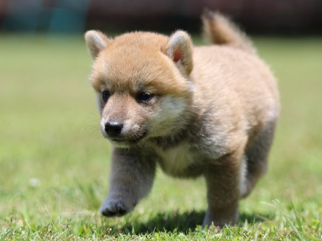 FP5A4749-puppy FP5A4749-puppy