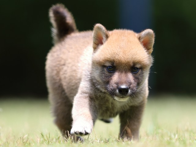 FP5A4783-puppy FP5A4783-puppy