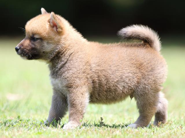 FP5A4823-puppy FP5A4823-puppy