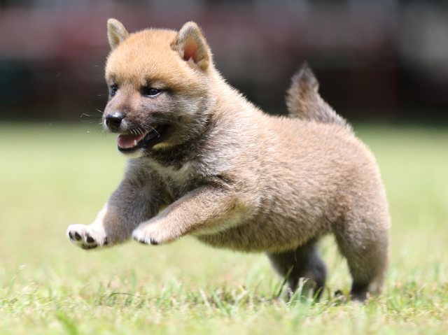 FP5A4879-puppy FP5A4879-puppy