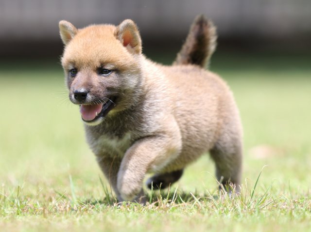 FP5A4907-puppy FP5A4907-puppy
