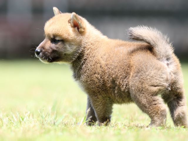 FP5A4930-puppy FP5A4930-puppy