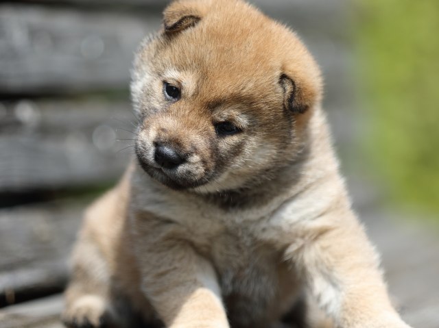 FP5A5019-shibainu-puppy FP5A5019-shibainu-puppy