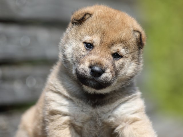 FP5A5021-shibainu-puppy FP5A5021-shibainu-puppy
