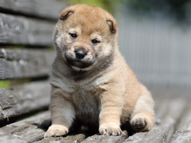 FP5A5049-shibainu-puppy FP5A5049-shibainu-puppy