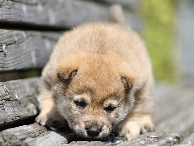 FP5A5065-shibainu-puppy FP5A5065-shibainu-puppy