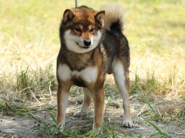FP5A5137-puupy-shibainu FP5A5137-puupy-shibainu
