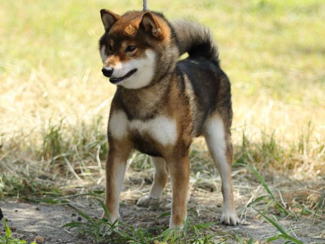 FP5A5146-puupy-shibainu FP5A5146-puupy-shibainu