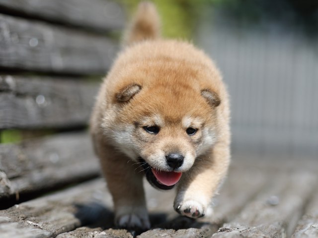 FP5A5150-shibainu-puppy FP5A5150-shibainu-puppy