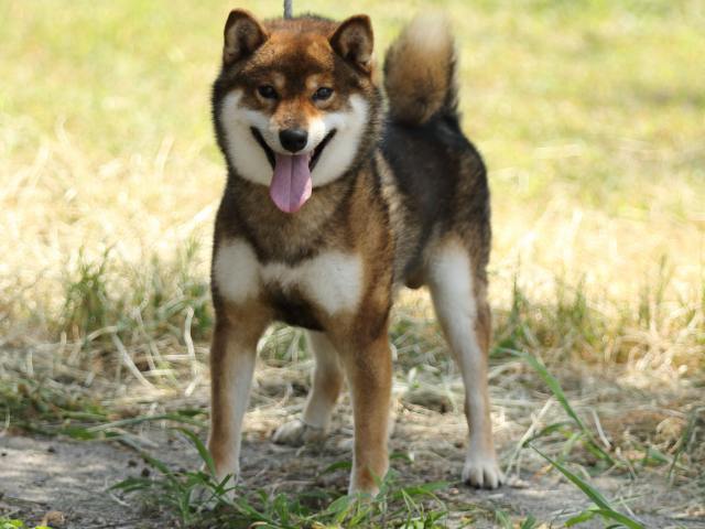 FP5A5157-puupy-shibainu FP5A5157-puupy-shibainu