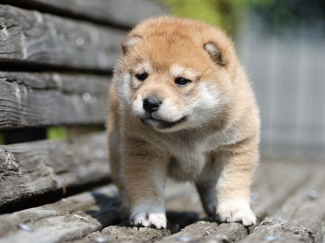 FP5A5162-shibainu-puppy FP5A5162-shibainu-puppy