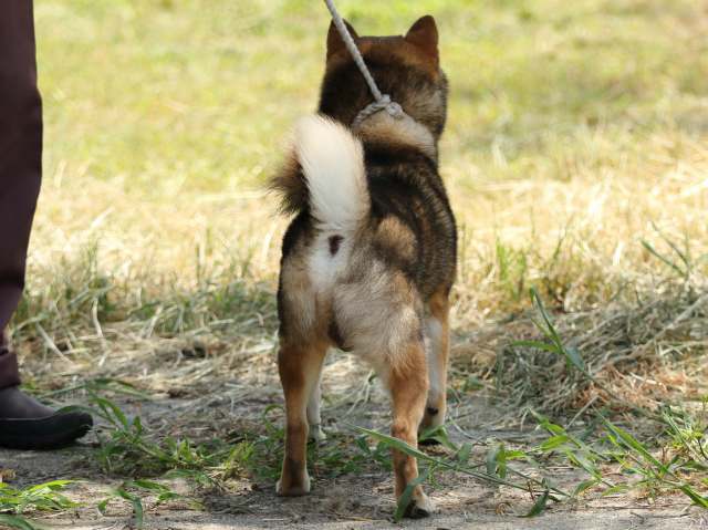 FP5A5163-puupy-shibainu FP5A5163-puupy-shibainu
